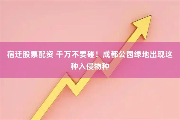 宿迁股票配资 千万不要碰！成都公园绿地出现这种入侵物种